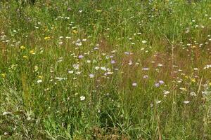 background - blooming july meadow of temperate latitudes photo