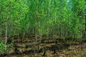 young birch growth on the site of a burnt old forest on peat bog photo