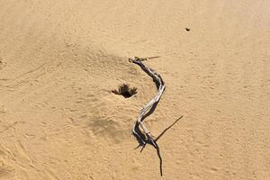 toadhead agama lizard near its burrow in the sand of the desert photo