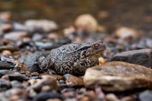 common gray toad on the shore close-up photo