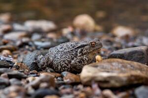 common gray toad on the water close-up photo