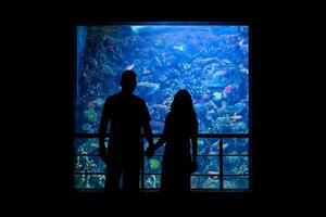 silhouette of a couple looking at the underwater world in a large aquarium photo