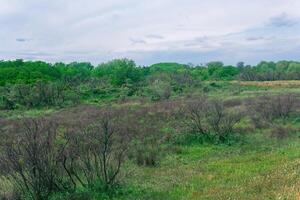 forest-steppe landscape in the Caspian lowland photo