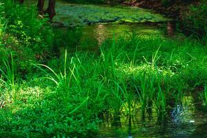tranquilo sombreado bosque río con pantanoso bancos foto