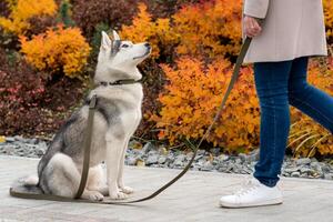 husky dog next to its owner on a background of autumn foliage photo