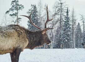 Maral deer male in a winter forest glade amid his herd photo