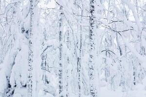 background, landscape - winter grove after a snowfall photo