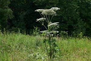 venenoso invasor hierba sosnovsky hogweed en el prado foto