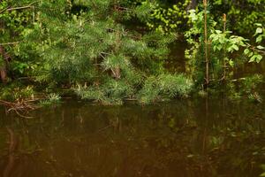 forest flooded when the river overflowed, young pine branches sticking out from under water in the foreground photo