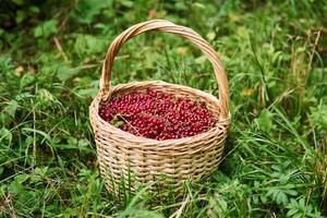 wicker basket with red currant berries stand in the grass photo