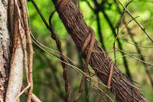 stems of climbing and creeping plants in a subtropical forest close-up photo