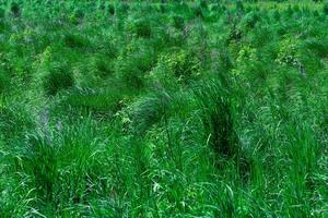 emerald green fen-meadow with green grass sedges on a clear day photo