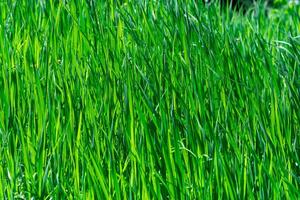 natural background - thickets of green grass sedges illuminated by the sun photo