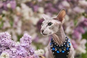 hermosa peterbald gato en un borroso natural antecedentes de floreciente lila foto