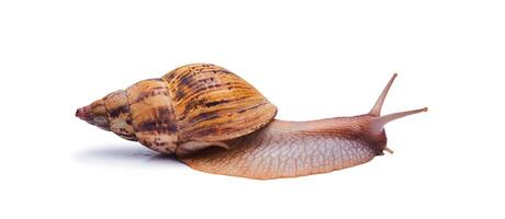 live giant african land snail isolated on white background photo