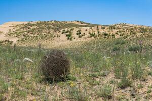 tumbleweed rolls on dry feather grass steppe photo