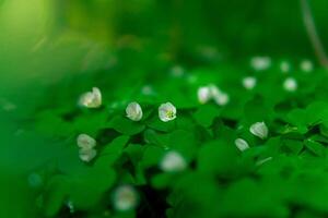 tiny flower of wood sorrel in the forest undergrowth on a gentle blurred background photo