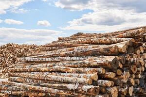 stacks of logs and heap of firewood chocks in the lumber yard photo