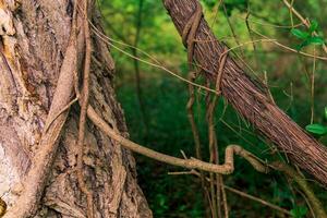 stems of climbing and creeping plants in a subtropical forest close-up photo