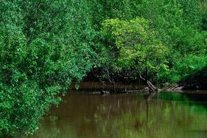 small shady forest river between bushy banks photo