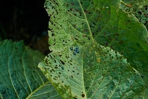 green bugs pests flea beetles eat plant leaves photo