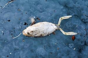 fallecido pájaro en sucio mar agua entre basura y muerto Medusa foto