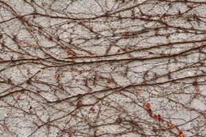 background - a stone wall entwined with dry winter stems of wild vines photo