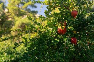 ripe pomegranates on a branch among the foliage close-up photo