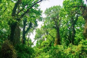 liana-covered trees in a subtropical broadleaf forest in the delta of the Samur River photo