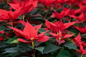 blooming poinsettia, red leaves of christmas flower close up photo