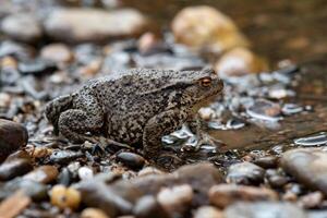 common gray toad on the water close-up photo
