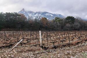 dry winter pruned vines in the vineyard against the backdrop of winter mountains photo