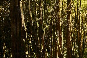 background - moss-covered tree trunks in the temperate rainforest photo