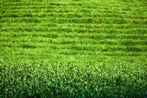 té plantación vista, frente arbustos en enfocar, antecedentes borroso foto