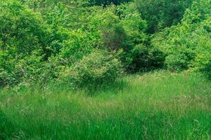 natural landscape, grassy meadow at the edge of a deciduous forest photo