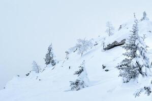 snowy hillside with trees and rocks photo