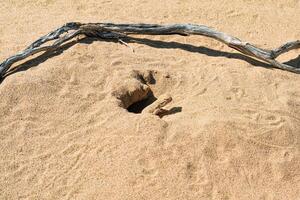 toadhead agama lizard near its burrow in the sand of the desert photo