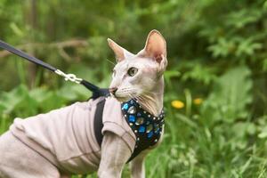 beautiful peterbald cat walks on a leash on a blurred natural background photo