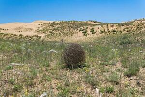 tumbleweed rolls on dry feather grass steppe photo