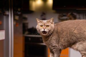 scottish straight cat looks very surprised photo