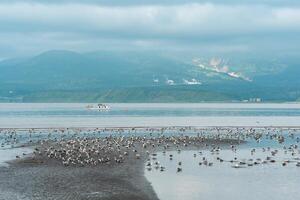 seagulls on the shallows at low tide against the backdrop of a sea bay with a foggy volcano in the distance, a landscape near the town of Yuzhno-Kurilsk on the island of Kunashir photo
