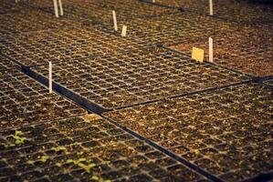 background - tiny plant sprouts in a seedling trays photo