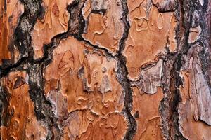 vibrant orange live pine bark texture photo