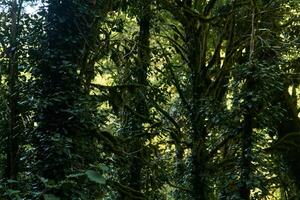 tree trunks in the rainforest, entwined with ivy and covered with moss photo