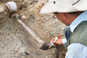 archaeologist in a field expedition cleans excavated bone from soil photo