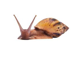 live snail achatina isolated on white background, looking at the camera photo