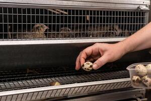farmer collects quail eggs from the battery cage tray photo