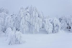 congelado invierno montaña bosque, arboles cubierto con un grueso capa de escarcha estar en profundo nieve foto