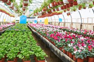 interior of an industrial greenhouse in which houseplants are grown photo