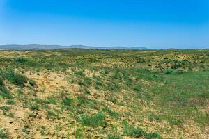 blooming spring semi-desert, dry sandy steppe in the vicinity of the dune Sarykum in the foothills of the Caucasus Mountains, Dagestan photo